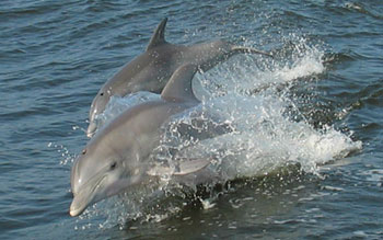 Two dolphins surfing the wake